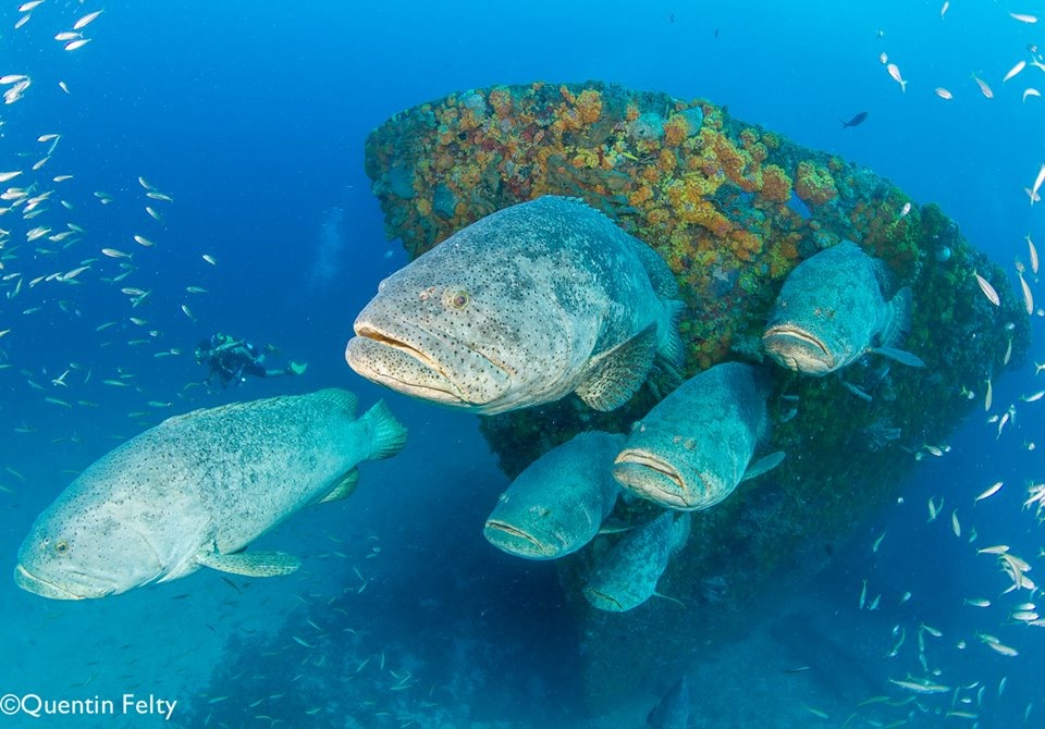 School of grouper fish swimming next to rock covered in sea grass.