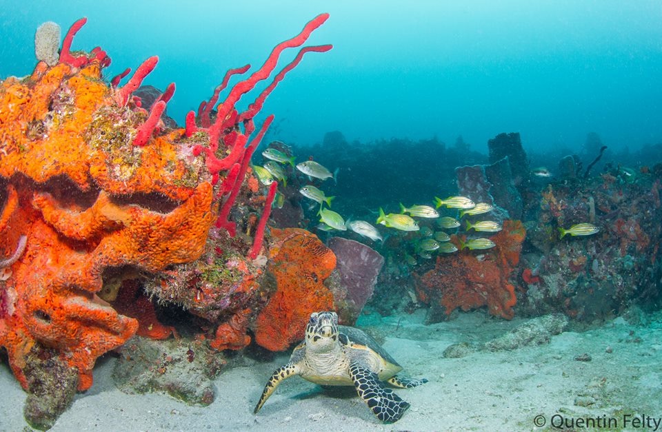 Turtle walking on the seafloor with yellow and red coral reefs in the background.