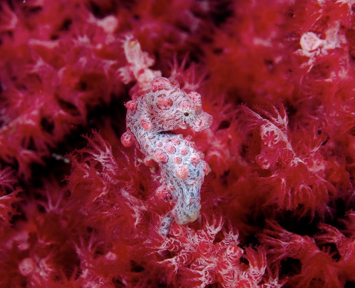 Tiny, white seahorse surrounded by red coral reefs.
